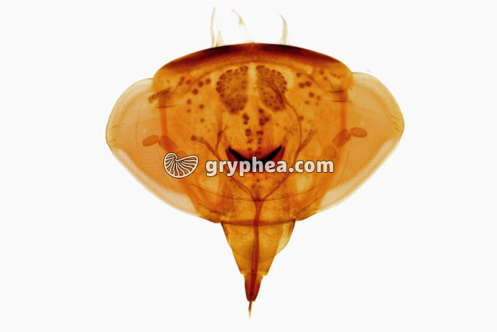 Tête d'insecte - type suceur - Punaise x7 - gryphea.org